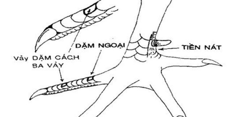 Hình ảnh minh họa vảy dặm rõ ràng nhất