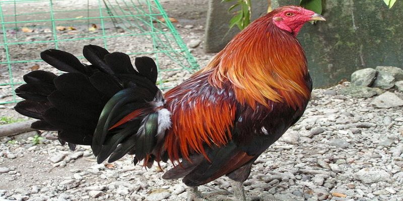 Kỹ thuật nuôi dưỡng chiến kê Cao Lãnh gia tăng sức mạnh
