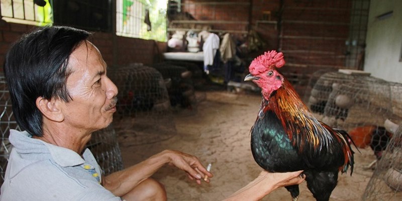 Hình ảnh gà xứ Cao Lãnh xuất hiện trên đấu trường