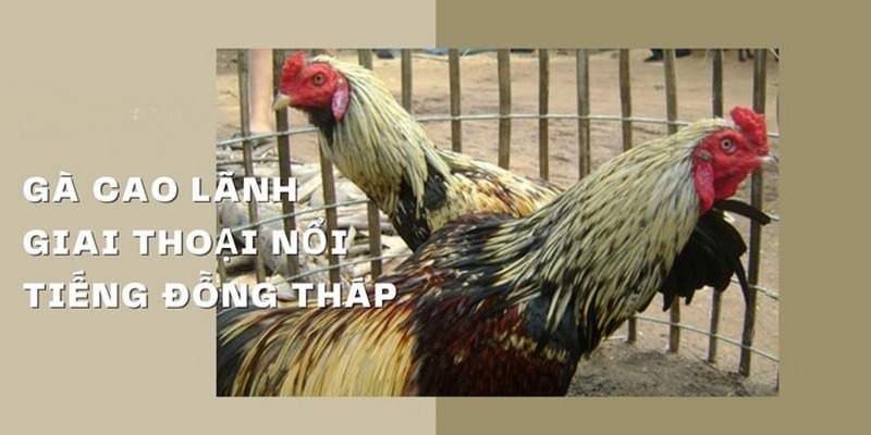 Giới thiệu về gà Cao Lãnh