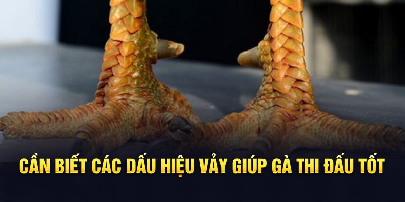 Cần biết các dấu hiệu vảy giúp gà thi đấu tốt