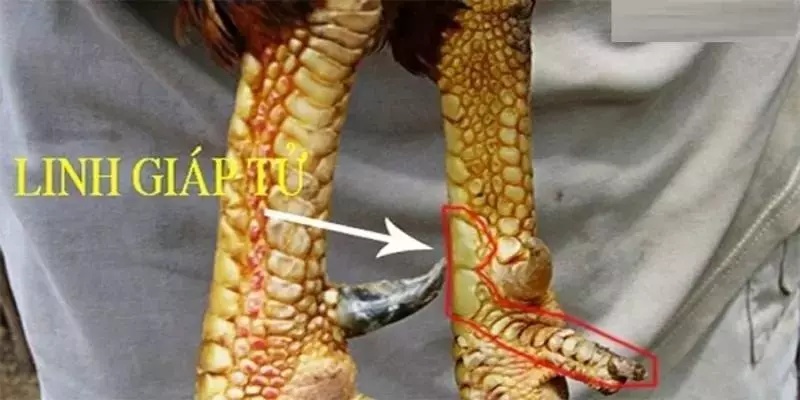 Đặc điểm vảy gà Linh Giáp Tử