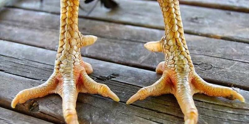 Vảy huyền trâm dưới cựa cũng được lựa chọn khá nhiều để nuôi
