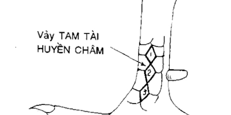 Vảy huyền trâm tam tài vô cùng quý hiếm và ít gặp