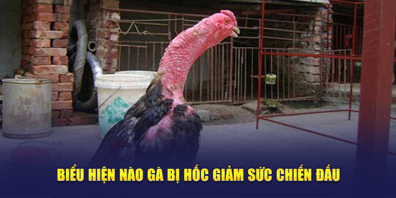 Biểu hiện nào gà bị hốc giảm sức chiến đấu