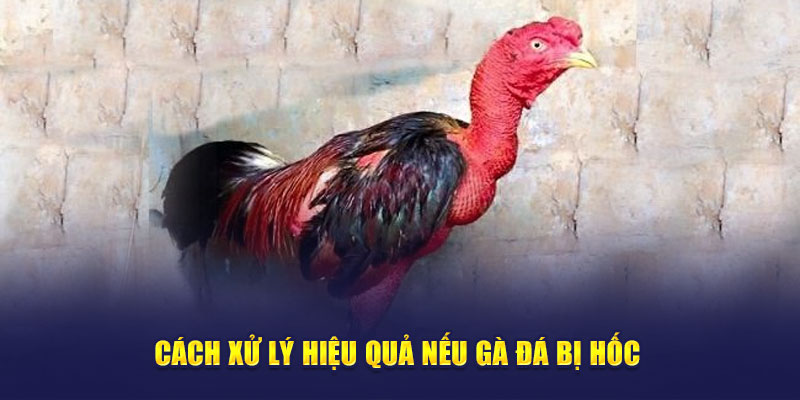 Cách xử lý hiệu quả nếu gà đá bị hốc