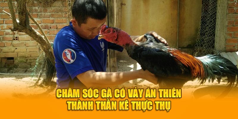 Chăm sóc gà có vảy án thiên thành thần kê thực thụ