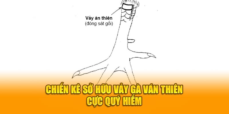 Chiến kê sở hữu vảy gà ván thiên cực quý hiếm