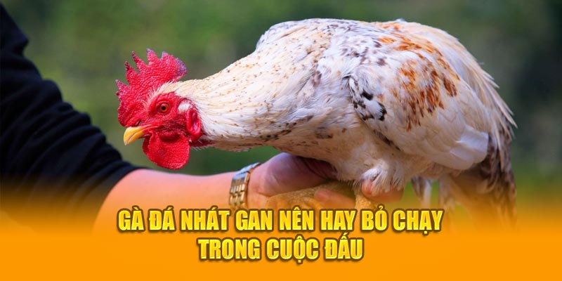 Gà đá nhát gan nên hay bỏ chạy trong cuộc đấu