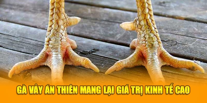 Gà vảy án thiên mang lại giá trị kinh tế cao