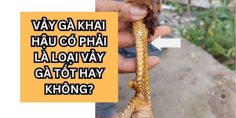Lưu ý cẩn trọng khi mua gà có vảy khai hậu
