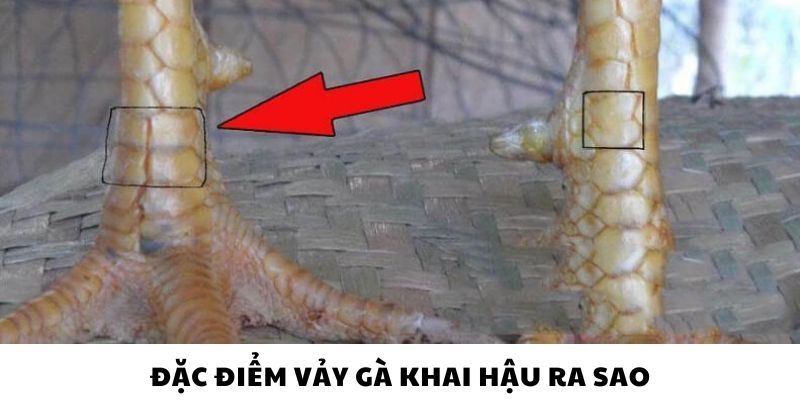 Tại sao nên chọn mua chiến kê có vảy gà khai hậu