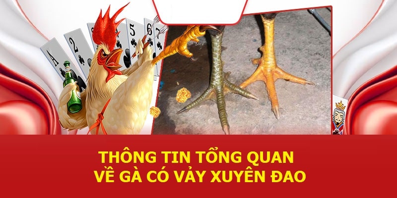 Thông tin tổng quan về gà có vảy xuyên đao