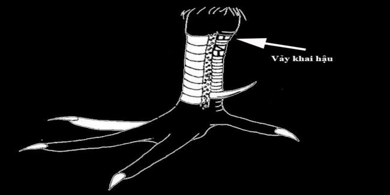 Vảy gà khai hậu có điểm gì nổi bật?