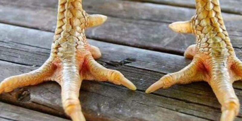 Giới thiệu vảy gà độc biên